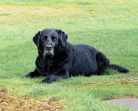 Helpful Advice for Owners Caring for a Senior Pet
