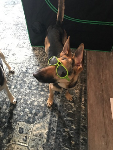 Raw Dog Food Testimonial - German Shepherd Rescue with EPI